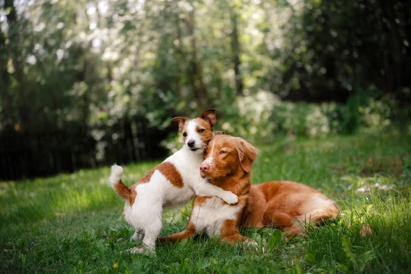 Pies, Jack Russell Terrier i pies Nova Scotia Duck Tolling Retriever spaceru — Zdjęcie stockowe