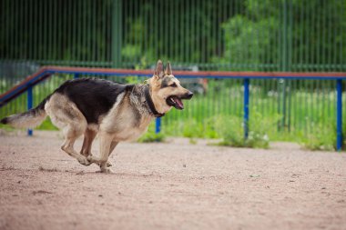 köpek Yarışması, polis köpeği eğitim, spor köpekler