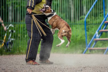 köpek Yarışması, polis köpeği eğitim, spor köpekler