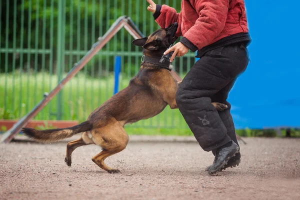 Dog competition, police dog training, dogs sport — Stock Photo, Image