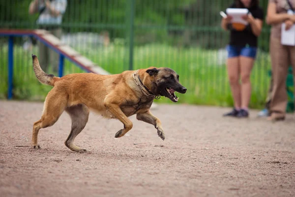 Dog competition, police dog training, dogs sport — Stock Photo, Image