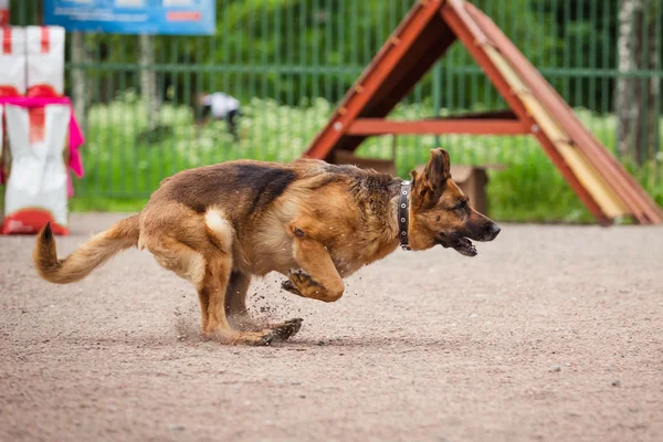 Psy pies konkurencji, psa policyjnego szkolenia, sport — Zdjęcie stockowe