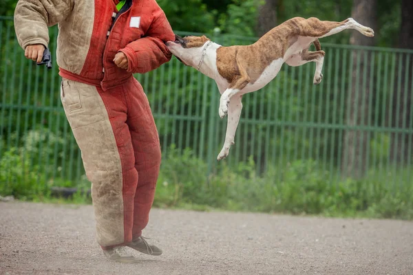 Psy pies konkurencji, psa policyjnego szkolenia, sport — Zdjęcie stockowe