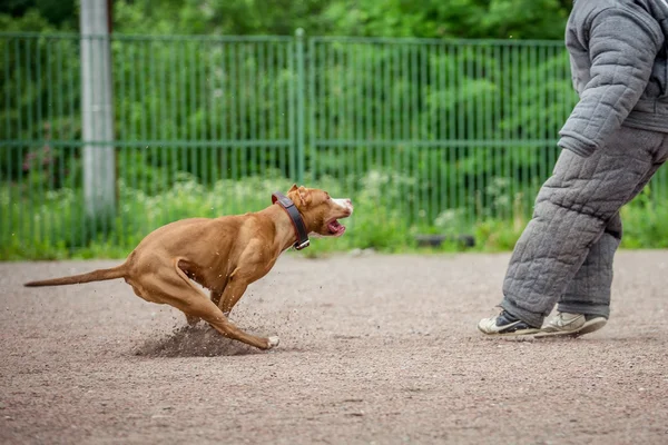 Dog competition, police dog training, dogs sport — Stock Photo, Image