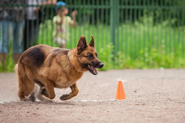 Competizione canina, addestramento dei cani della polizia, sport dei cani — Foto Stock