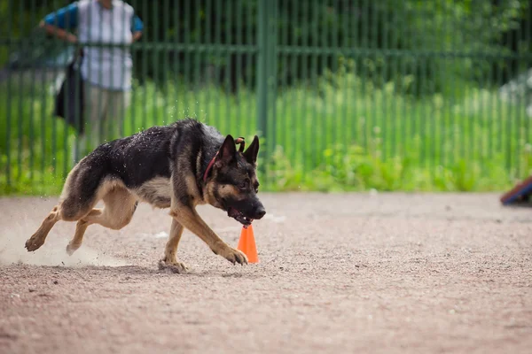 Dog competition, police dog training, dogs sport — Stock Photo, Image