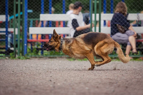 Competizione canina, addestramento dei cani della polizia, sport dei cani — Foto Stock