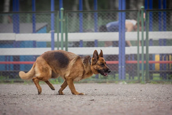 Dog competition, police dog training, dogs sport — Stock Photo, Image