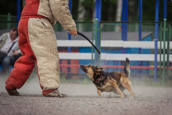 Dog competition, police dog training, dogs sport — Stock Photo, Image