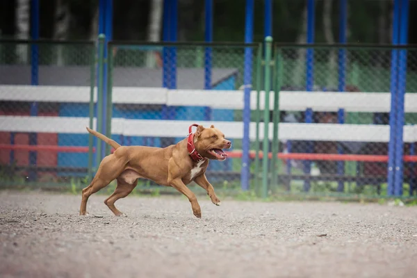 狗比赛，警犬训练，狗运动 — 图库照片