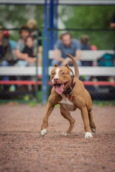 Dog competition, police dog training, dogs sport — Stock Photo, Image