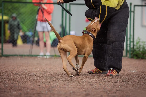 dog competition, police dog training, dogs sport