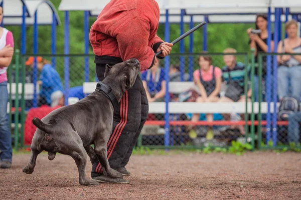 dog competition, police dog training, dogs sport