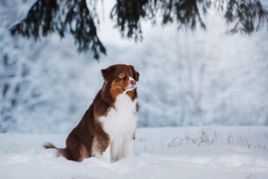 Köpek doğurmak Avustralyalı çoban, Aussie,