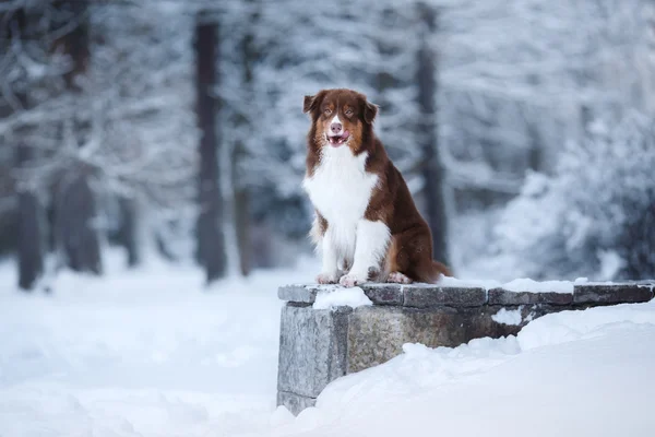 Race de chien Berger Australien, Aussie , — Photo