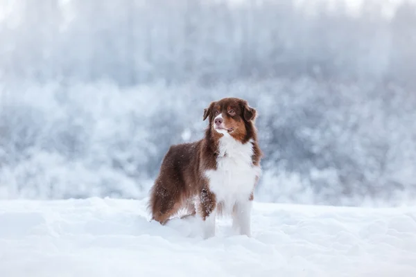 Dog breed Australian Shepherd, Aussie, — Stock Photo, Image