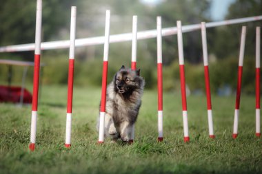 köpek çeviklik slalom