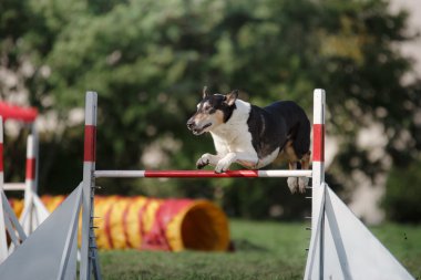 köpek çeviklik olay bir atlama üzerinde Olimpiyat