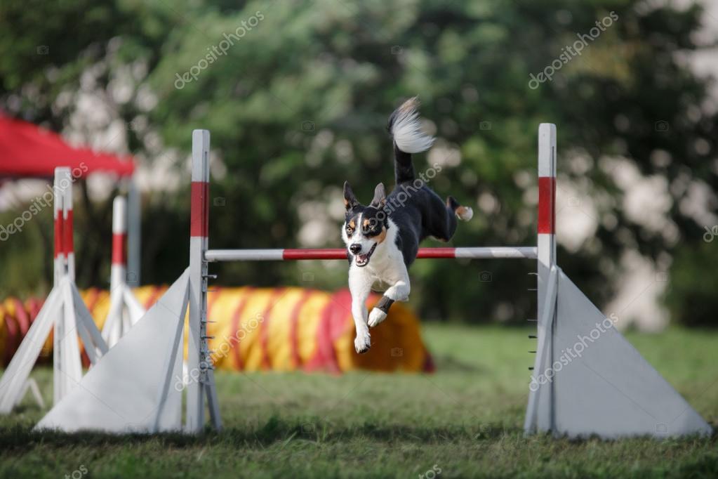 Dog hurdling over a jump at an agility event — Stock Photo