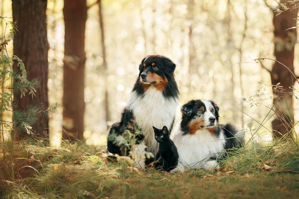 Two dogs and a black cat. Australian Shepherd in nature — Stock Photo, Image