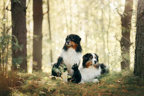 Two dogs and a black cat. Australian Shepherd in nature — Stock Photo, Image