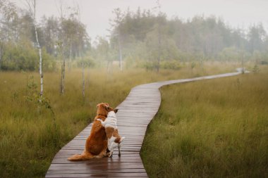 Tahta bir yolda iki köpek. Nova Scotia Duck Tolling Retriever ve Jack Russell Terrier bataklıkta yürüyor