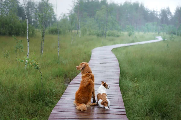 Dos perros en un camino de madera. Nova Scotia Duck Tolling Retriever y Jack Russell terrier caminan en el pantano —  Fotos de Stock