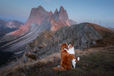 Dağlardaki köpek. Gün batımında kayaların arkasında Nova Scotia Duck Tolling Retriever. - Evet. Evcil bir hayvanla yürüyüş.