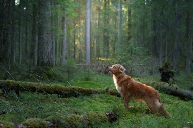 Ormandaki kırmızı köpek. Doğadaki Nova Scotia Duck Tolling Retriever. Evcil bir hayvanla yürü