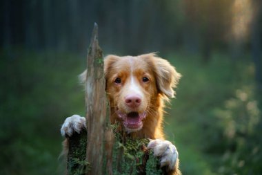 Ormandaki kırmızı köpek. Doğadaki Nova Scotia Duck Tolling Retriever. Evcil bir hayvanla yürü