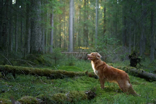 Červený pes v lese. Nova Scotia Duck Tolling Retriever v přírodě. Procházka s domácím mazlíčkem — Stock fotografie