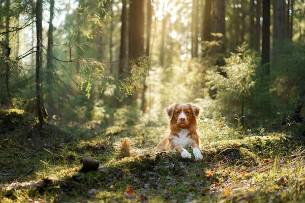 Roter Hund im Wald. Nova Scotia Duck Tolling Retriever in der Natur. Spaziergang mit einem Haustier — Stockfoto