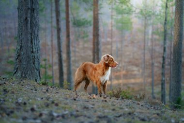 Ormandaki kırmızı köpek. Doğadaki Nova Scotia Duck Tolling Retriever. Evcil bir hayvanla yürü