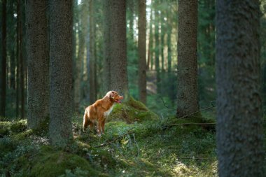 Ormandaki kırmızı köpek. Doğadaki Nova Scotia Duck Tolling Retriever. Evcil bir hayvanla yürü