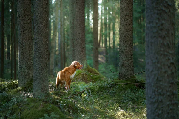 Červený pes v lese. Nova Scotia Duck Tolling Retriever v přírodě. Procházka s domácím mazlíčkem — Stock fotografie