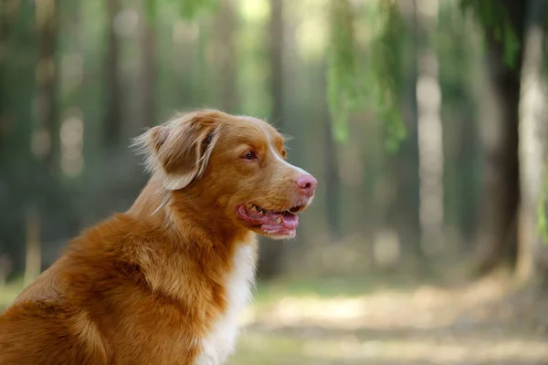 Červený pes v lese. Nova Scotia Duck Tolling Retriever v přírodě. Procházka s domácím mazlíčkem — Stock fotografie