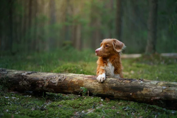 Červený pes v lese. Nova Scotia Duck Tolling Retriever v přírodě. Procházka s domácím mazlíčkem — Stock fotografie