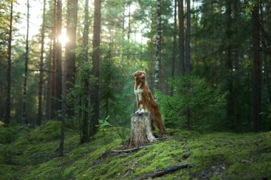 Ormandaki köpek. Nova Scotia Duck Tolling Retriever doğada, ağaçların arasında. 