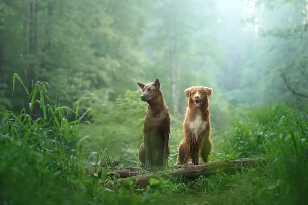 Két kutya az erdőben. Kapcsolatok a Thai Ridgeback és Új-Skócia Duck Tolling retriever között — Stock Fotó