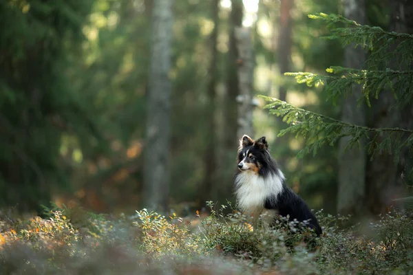 Chien dans la forêt. Animaux de compagnie sur la nature. — Photo