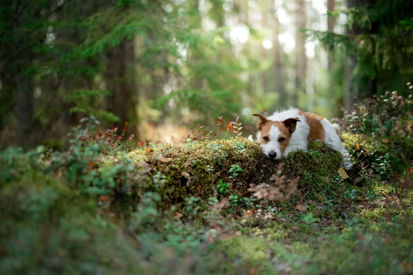 Ormanda yosun tutmuş bir köpek. Jack Russell doğa üzerine — Stok fotoğraf