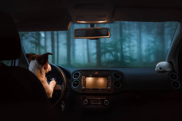 dog driving a car. The jack russell terrier travels. A trip with a pet