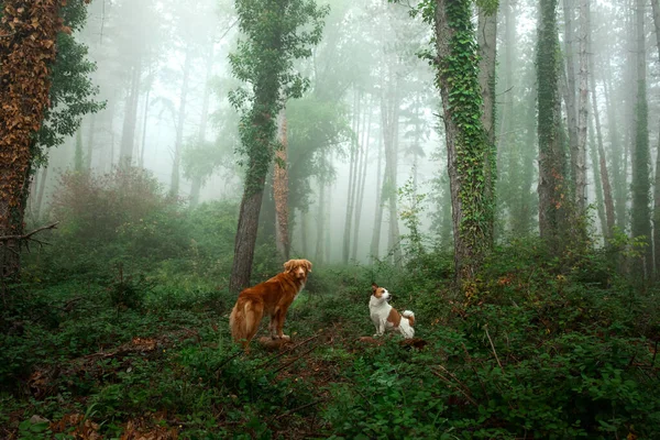 Hund i dimmig skog. Nova Scotia Duck Tolling Retriever och en Jack Russell Terrier — Stockfoto