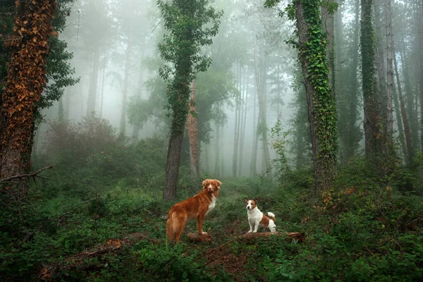 Kutya ködös erdőben. Új-Skócia Duck Tolling retriever és egy Jack Russell Terrier — Stock Fotó