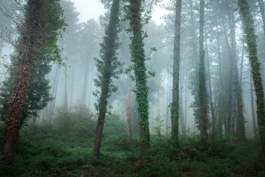Muhteşem sisli orman. Ağaçlı manzara. Yaz havası