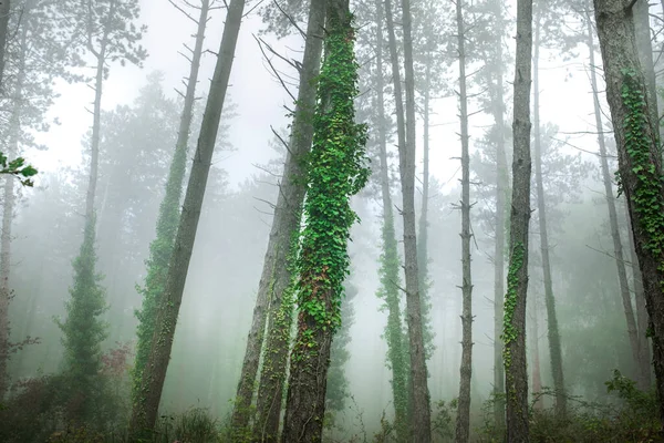 Fabuloso bosque de niebla. Paisaje con árboles. Humor de verano — Foto de Stock