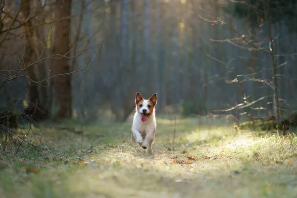 在森林里的狗。Jack Russell Terrier在森林里 — 图库照片