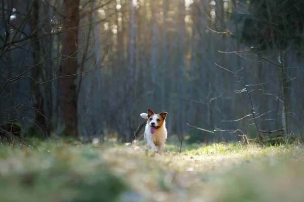 Hund i skogen. Jack Russell Terrier i skogen — Stockfoto