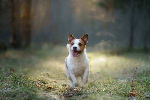 Perro en el bosque. Jack Russell Terrier en el bosque — Foto de Stock