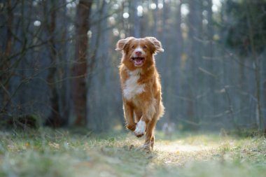 Ormandaki kırmızı köpek. Doğadaki Nova Scotia Duck Tolling Retriever. Evcil bir hayvanla yürü